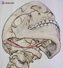 Digastric Muscle Attached to Hyoid Bone