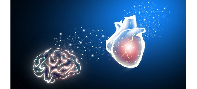 Heart as a Second Brain