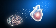 Heart as a Second Brain
