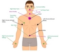 Polarity Reflex Analysis Nutritional Assessment - PRANA (Online Course)