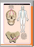 Essential Kinesiology Techniques for Muscle Testing Practitioners